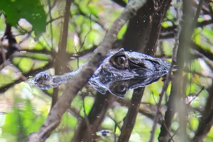 Guidet dyrelivstur i Manuel Antonio Nationalpark, Costa Rica, med dovendyr, aber og smukke strande, foto 16 | wizardtrip