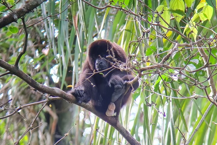 Guidet dyrelivstur i Manuel Antonio Nationalpark, Costa Rica, med dovendyr, aber og smukke strande, foto 17 | wizardtrip