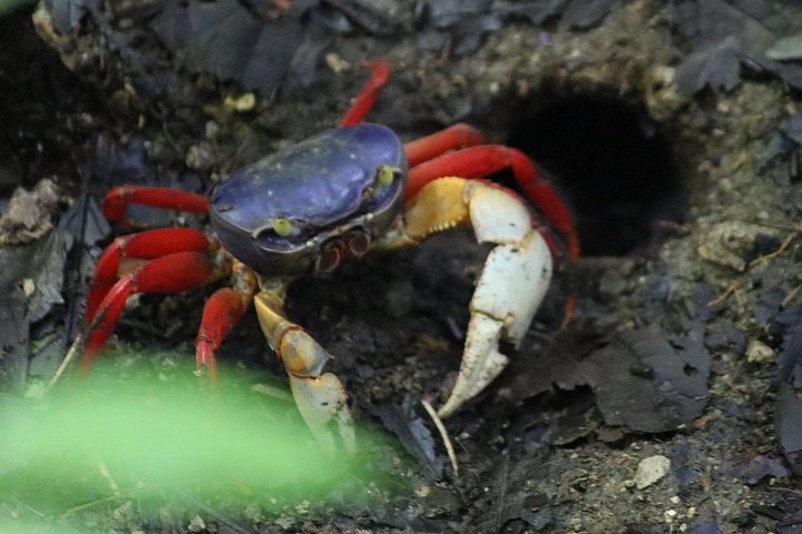 Guidet dyrelivstur i Manuel Antonio Nationalpark, Costa Rica, med dovendyr, aber og smukke strande, foto 18 | wizardtrip