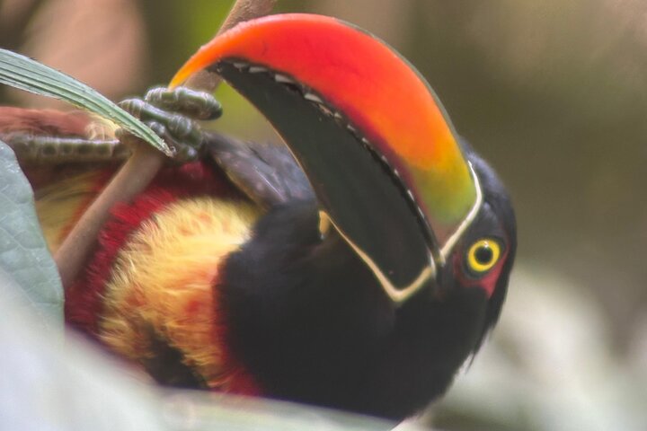 Guidet dyrelivstur i Manuel Antonio Nationalpark, Costa Rica, med dovendyr, aber og smukke strande, foto 19 | wizardtrip