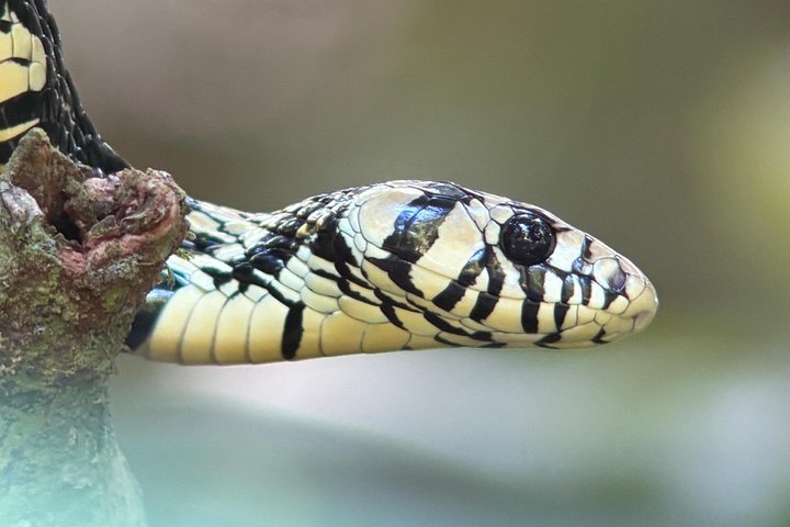 Guidet dyrelivstur i Manuel Antonio Nationalpark, Costa Rica, med dovendyr, aber og smukke strande, foto 20 | wizardtrip
