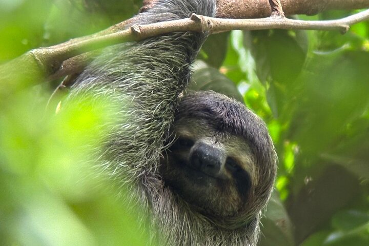 Guidet dyrelivstur i Manuel Antonio Nationalpark, Costa Rica, med dovendyr, aber og smukke strande, foto 21 | wizardtrip
