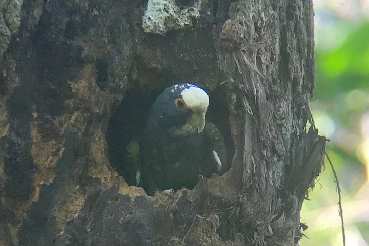 Guidet dyrelivstur i Manuel Antonio Nationalpark, Costa Rica, med dovendyr, aber og smukke strande, foto 22 | wizardtrip