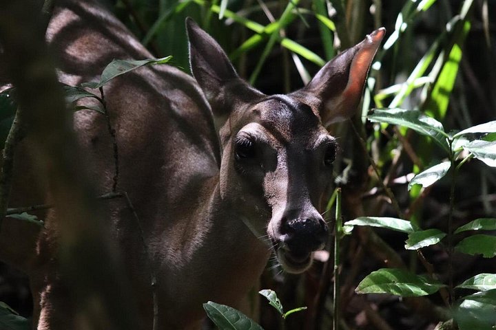 Guidet dyrelivstur i Manuel Antonio Nationalpark, Costa Rica, med dovendyr, aber og smukke strande, foto 23 | wizardtrip