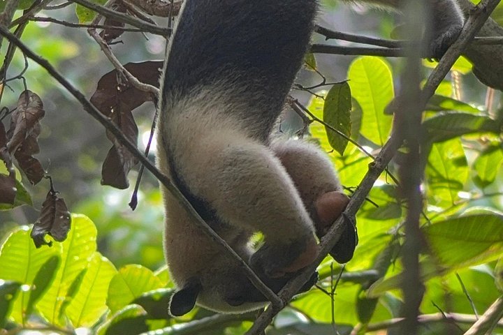 Guidet dyrelivstur i Manuel Antonio Nationalpark, Costa Rica, med dovendyr, aber og smukke strande, foto 24 | wizardtrip