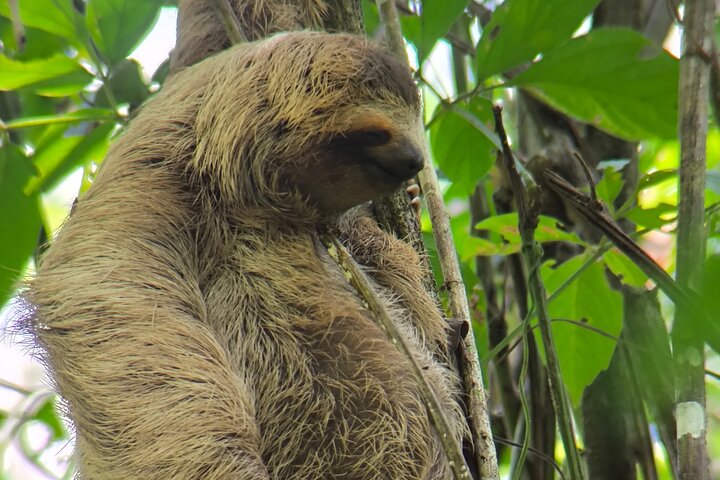 Guidet dyrelivstur i Manuel Antonio Nationalpark, Costa Rica, med dovendyr, aber og smukke strande, foto 27 | wizardtrip