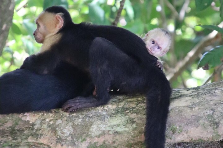 Guidet dyrelivstur i Manuel Antonio Nationalpark, Costa Rica, med dovendyr, aber og smukke strande, foto 29 | wizardtrip
