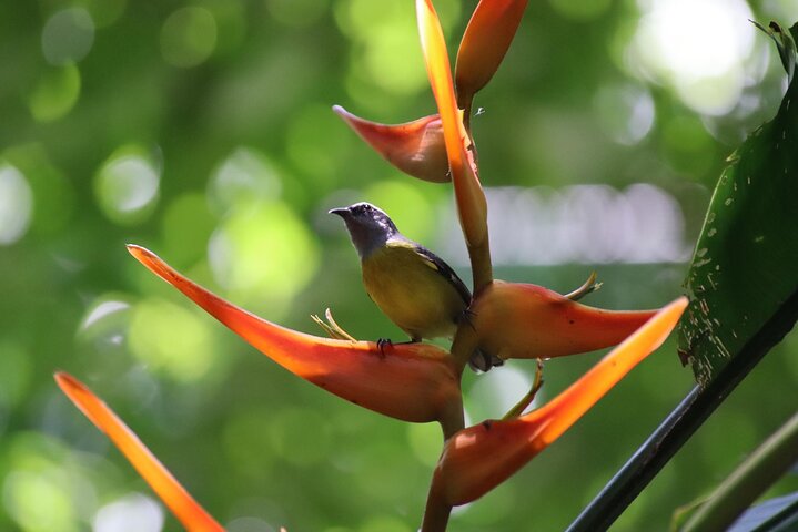Guidet dyrelivstur i Manuel Antonio Nationalpark, Costa Rica, med dovendyr, aber og smukke strande, foto 30 | wizardtrip