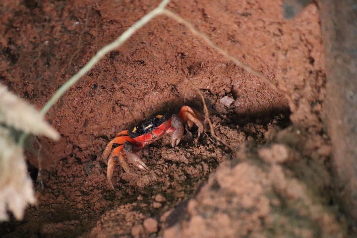 Guidet dyrelivstur i Manuel Antonio Nationalpark, Costa Rica, med dovendyr, aber og smukke strande, foto 31 | wizardtrip