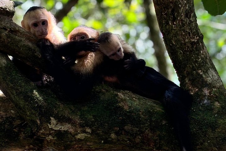 Guidet dyrelivstur i Manuel Antonio Nationalpark, Costa Rica, med dovendyr, aber og smukke strande, foto 32 | wizardtrip