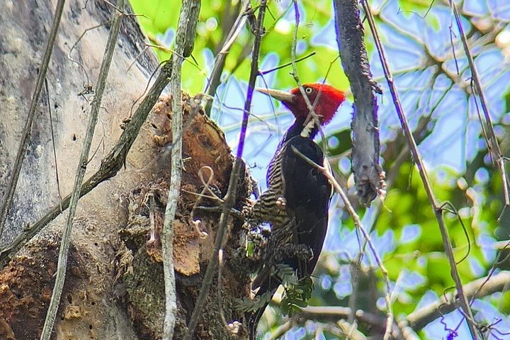 Guidet dyrelivstur i Manuel Antonio Nationalpark, Costa Rica, med dovendyr, aber og smukke strande, foto 33 | wizardtrip