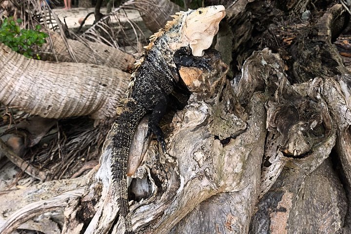 Guidet dyrelivstur i Manuel Antonio Nationalpark, Costa Rica, med dovendyr, aber og smukke strande, foto 36 | wizardtrip