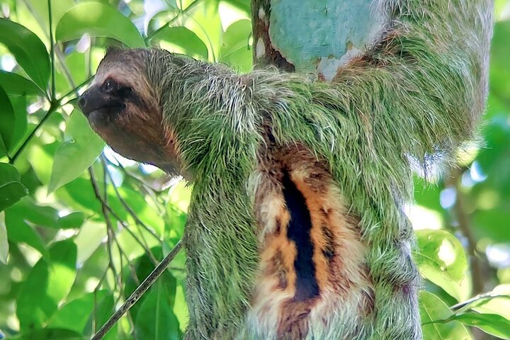 Guidet dyrelivstur i Manuel Antonio Nationalpark, Costa Rica, med dovendyr, aber og smukke strande, foto 37 | wizardtrip