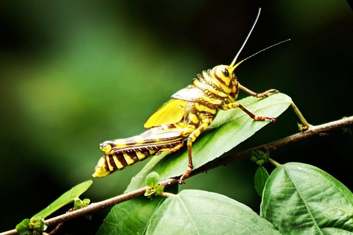 Guidet dyrelivstur i Manuel Antonio Nationalpark, Costa Rica, med dovendyr, aber og smukke strande, foto 38 | wizardtrip