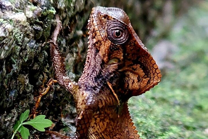 Guidet dyrelivstur i Manuel Antonio Nationalpark, Costa Rica, med dovendyr, aber og smukke strande, foto 39 | wizardtrip