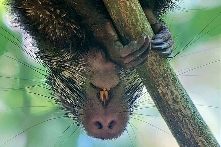 Guidet dyrelivstur i Manuel Antonio Nationalpark, Costa Rica, med dovendyr, aber og smukke strande, foto 40 | wizardtrip