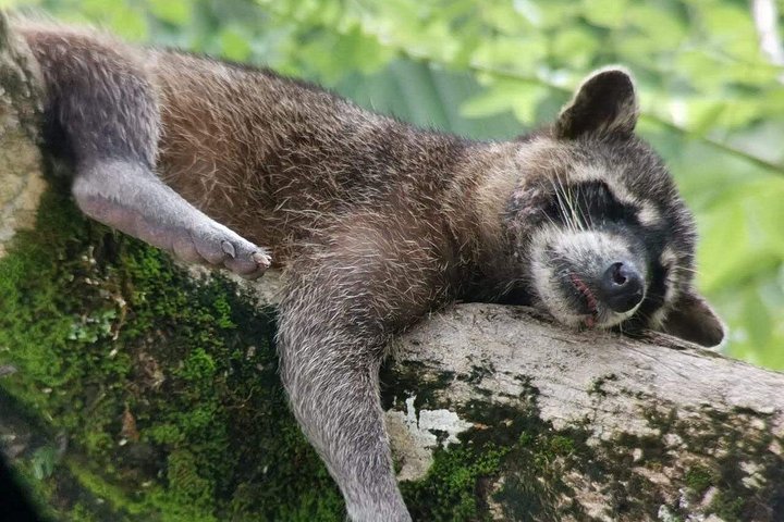 Guidet dyrelivstur i Manuel Antonio Nationalpark, Costa Rica, med dovendyr, aber og smukke strande, foto 41 | wizardtrip
