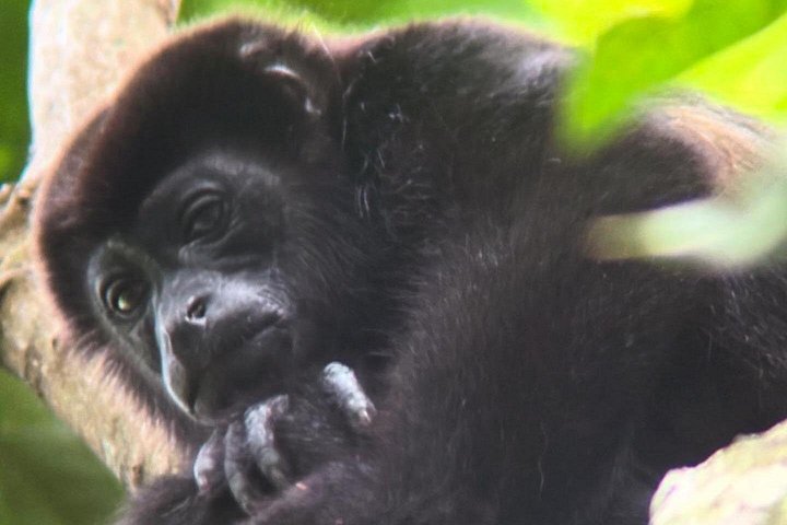 Guidet dyrelivstur i Manuel Antonio Nationalpark, Costa Rica, med dovendyr, aber og smukke strande, foto 43 | wizardtrip
