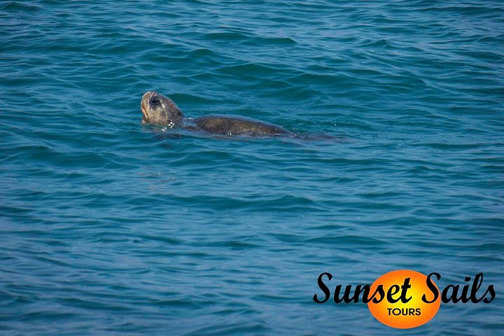 Sunset Sails Tours Morgentouren (9 Uhr) | wizardtrip