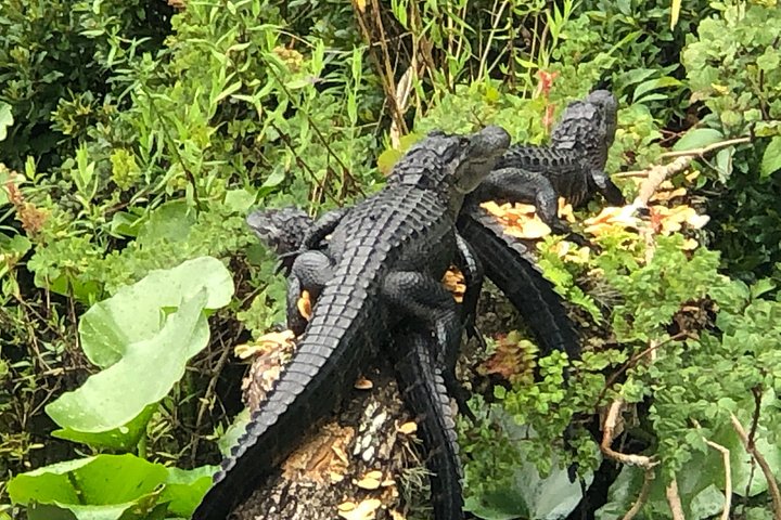 Thrilling airboat adventure on the St. Johns River in St. Augustine, Florida, spotting wildlife, photo 12 | wizardtrip