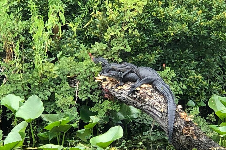 Thrilling airboat adventure on the St. Johns River in St. Augustine, Florida, spotting wildlife, photo 13 | wizardtrip