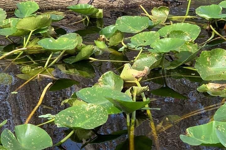 Thrilling airboat adventure on the St. Johns River in St. Augustine, Florida, spotting wildlife, photo 19 | wizardtrip