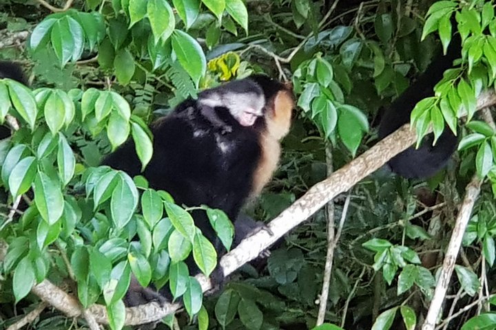 Erlebe Panamas Tierwelt und Wasserwege auf einer aufregenden Dschungel-Boots-Tour, Foto 14 | wizardtrip