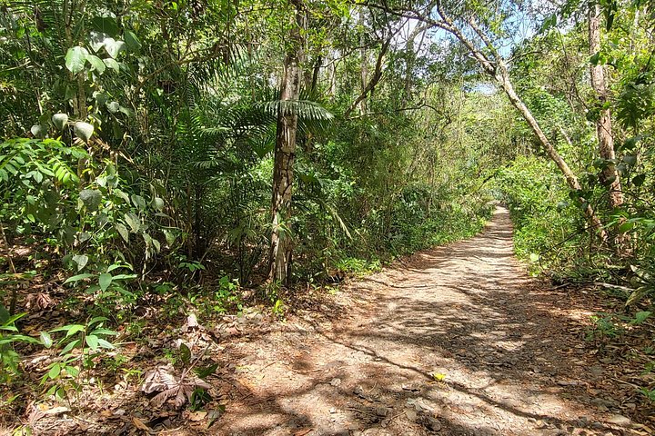 Erlebe Panamas Tierwelt und Wasserwege auf einer aufregenden Dschungel-Boots-Tour, Foto 15 | wizardtrip