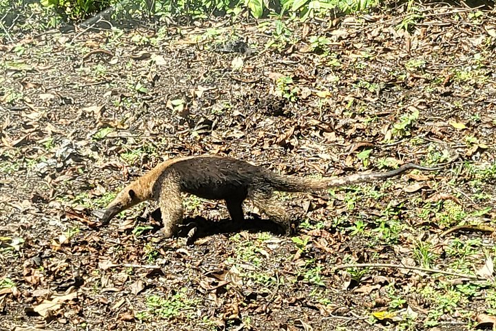 Erlebe Panamas Tierwelt und Wasserwege auf einer aufregenden Dschungel-Boots-Tour, Foto 16 | wizardtrip