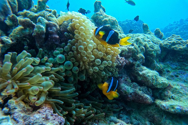 Aventure de snorkeling guidée explorant la vie marine et les récifs coralliens des îles Daymaniyat près de Mascate, Oman, photo 6 | wizardtrip