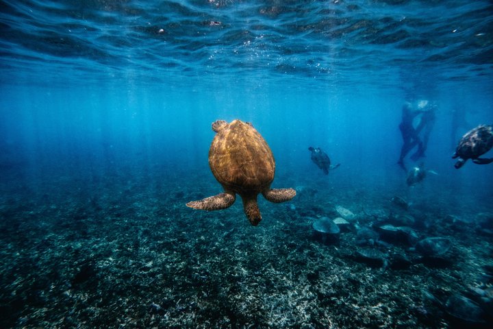 Aventure de snorkeling guidée explorant la vie marine et les récifs coralliens des îles Daymaniyat près de Mascate, Oman, photo 7 | wizardtrip