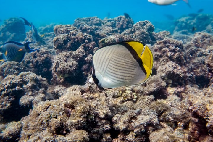Aventure de snorkeling guidée explorant la vie marine et les récifs coralliens des îles Daymaniyat près de Mascate, Oman, photo 8 | wizardtrip