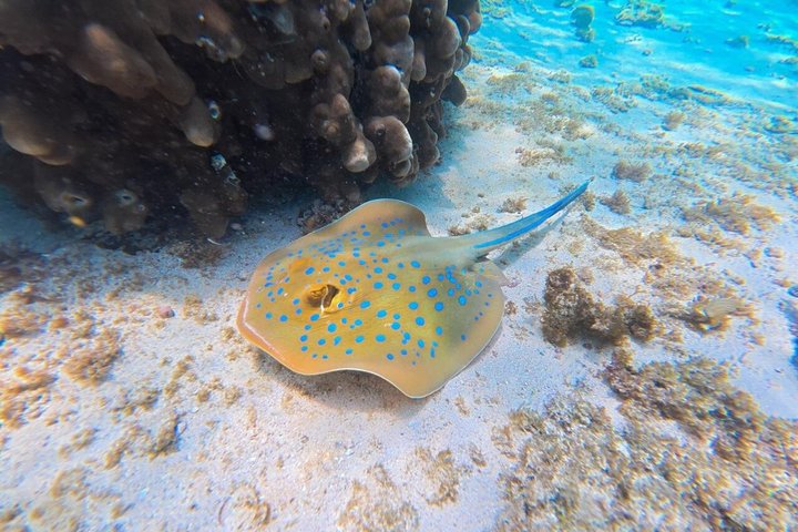 Aventure de snorkeling guidée explorant la vie marine et les récifs coralliens des îles Daymaniyat près de Mascate, Oman, photo 9 | wizardtrip