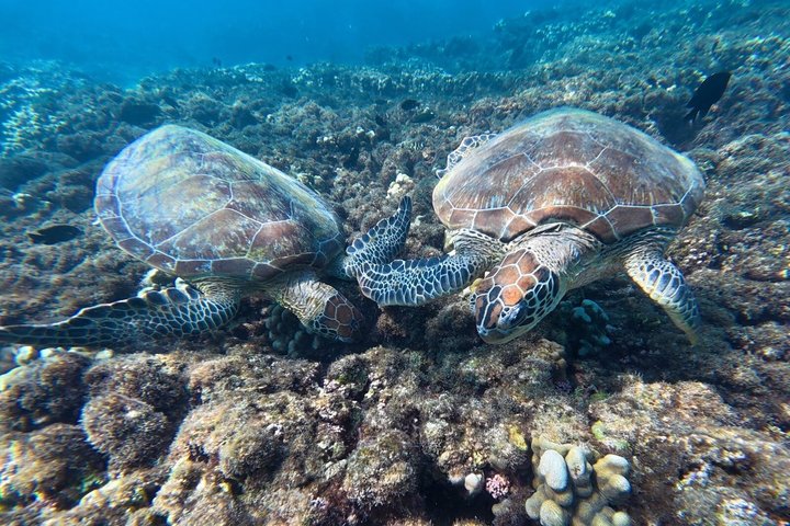 Aventure de snorkeling guidée explorant la vie marine et les récifs coralliens des îles Daymaniyat près de Mascate, Oman, photo 10 | wizardtrip