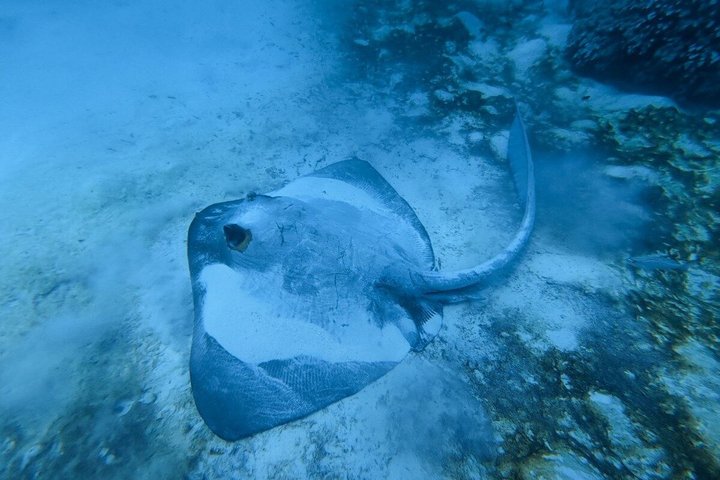 Aventure de snorkeling guidée explorant la vie marine et les récifs coralliens des îles Daymaniyat près de Mascate, Oman, photo 11 | wizardtrip