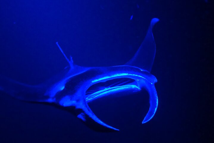Big Island: Manta Ray Night Snorkling Eventyr i Kailua-Kona | wizardtrip