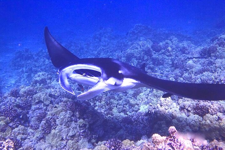 Nattdykk med manta-rayer utenfor kysten av Big Island, Hawaii, foto 6 | wizardtrip