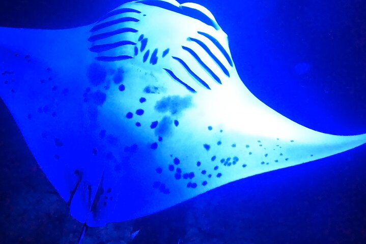 Nattdykk med manta-rayer utenfor kysten av Big Island, Hawaii, foto 7 | wizardtrip