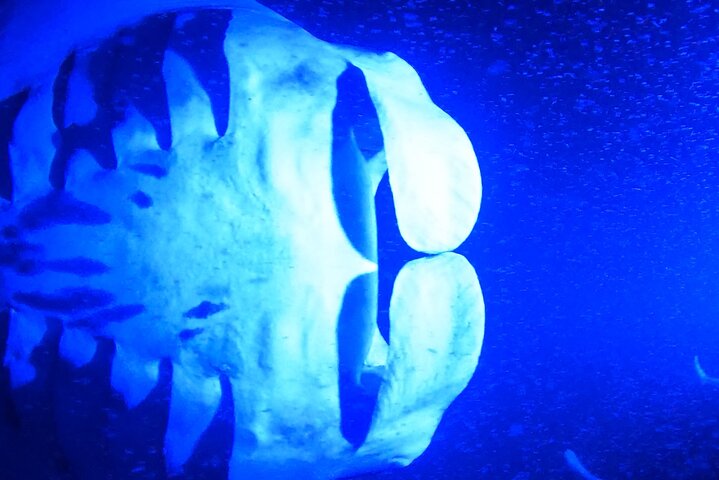 Nattdykk med manta-rayer utenfor kysten av Big Island, Hawaii, foto 8 | wizardtrip