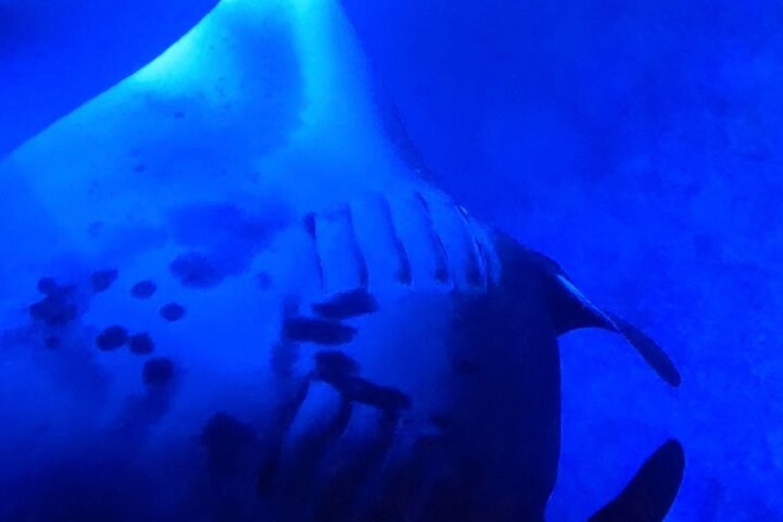 Nattdykk med manta-rayer utenfor kysten av Big Island, Hawaii, foto 10 | wizardtrip