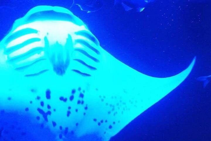 Nattdykk med manta-rayer utenfor kysten av Big Island, Hawaii, foto 13 | wizardtrip