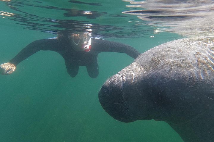 Crystal River: Semi-Private Zeedieren Zwemtour met Gids in het Water | wizardtrip