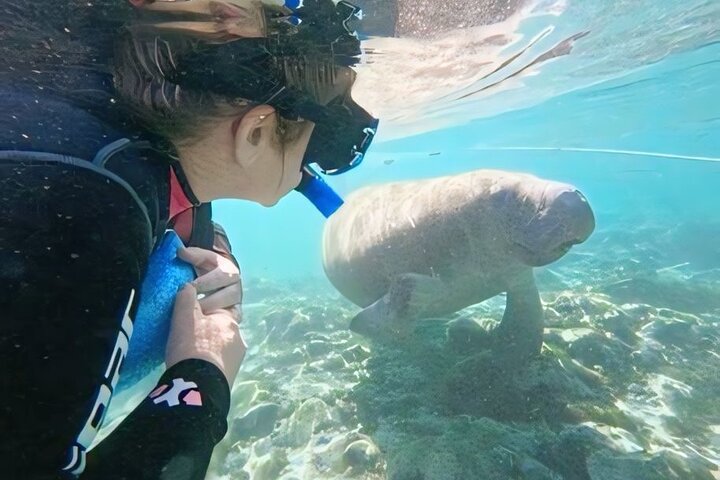 Semi-privé zeedieren zwemtour in Crystal River met gids in het water, foto 6 | wizardtrip