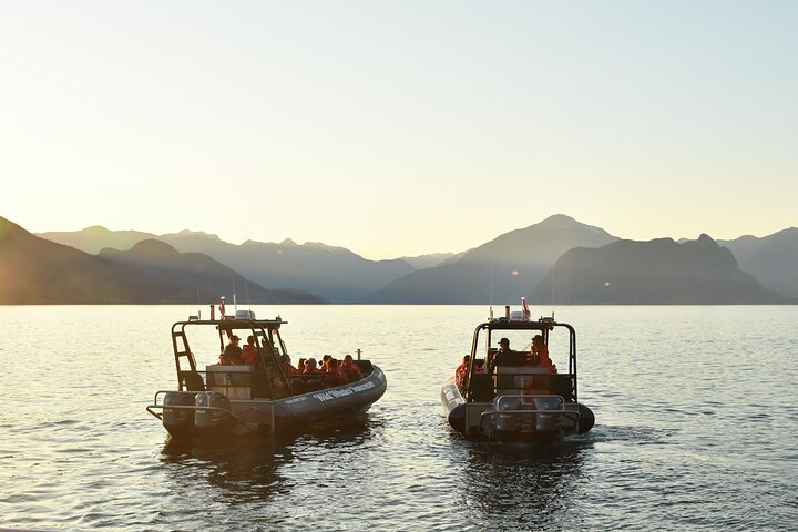 Intim hvalsafari tur i Vancouver, British Columbia, med observation af forskelligartet havliv, foto 6 | wizardtrip