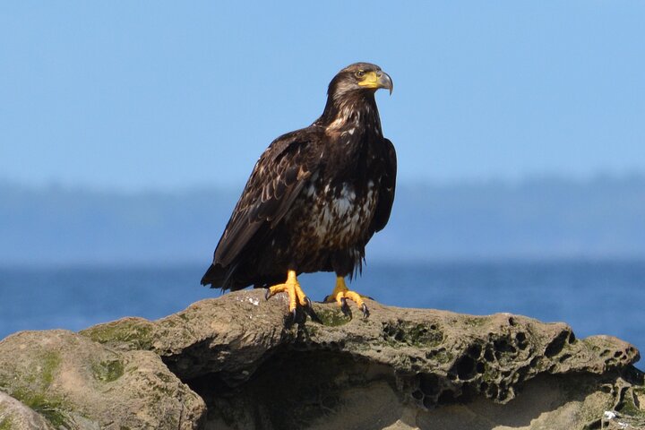 Intim hvalsafari tur i Vancouver, British Columbia, med observation af forskelligartet havliv, foto 8 | wizardtrip