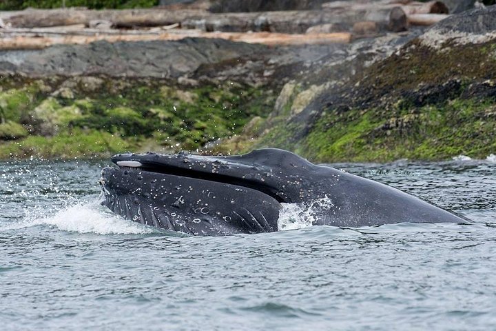 Excursion d'observation des baleines depuis Vancouver, Canada, avec des naturalistes marins sur un bateau à ciel ouvert, photo 6 | wizardtrip