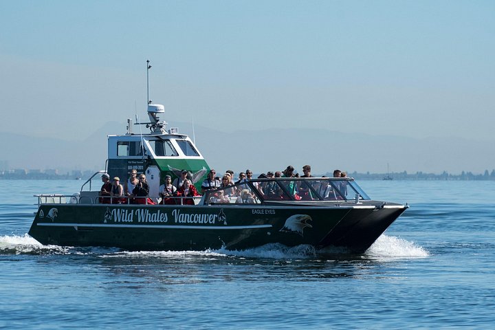 Excursion d'observation des baleines depuis Vancouver, Canada, avec des naturalistes marins sur un bateau à ciel ouvert, photo 8 | wizardtrip