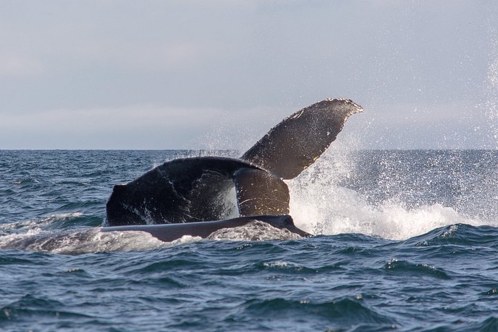 Excursion d'observation des baleines depuis Vancouver, Canada, avec des naturalistes marins sur un bateau à ciel ouvert, photo 9 | wizardtrip