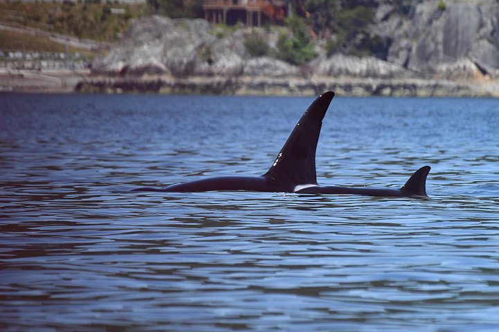 Excursion d'observation des baleines depuis Vancouver, Canada, avec des naturalistes marins sur un bateau à ciel ouvert, photo 10 | wizardtrip