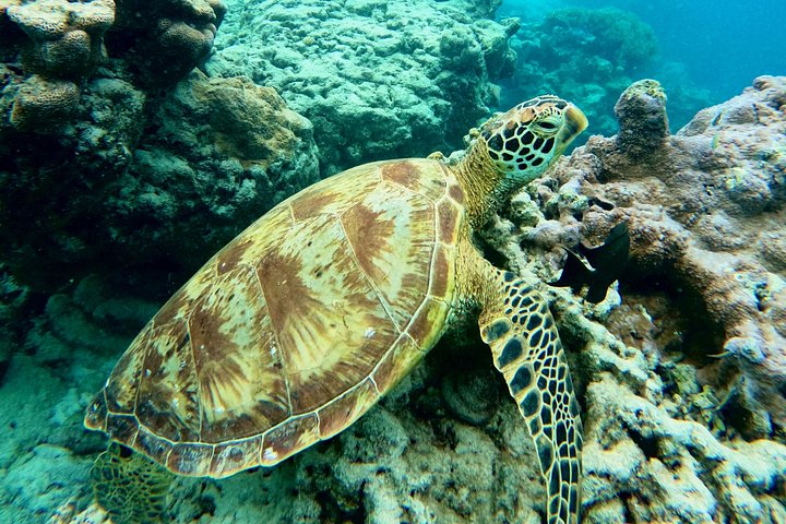 Passeio ecológico de scooter aquática em Rarotonga com tartarugas e vida marinha, foto 7 | wizardtrip